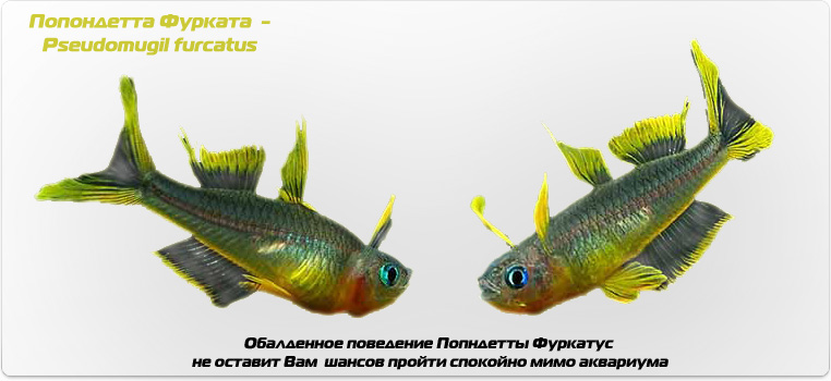 Попондетта Фурката - Pseudomugil furcatus
